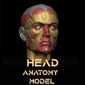 free 3D Head High-poly model for anatomy study