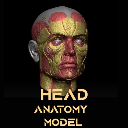 free 3D Head High-poly model for anatomy study