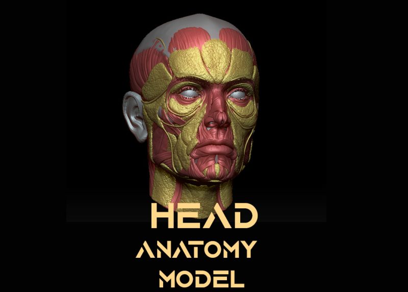 free 3D Head High-poly model for anatomy study