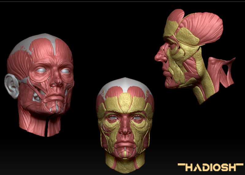 free 3D Head High-poly model for anatomy study